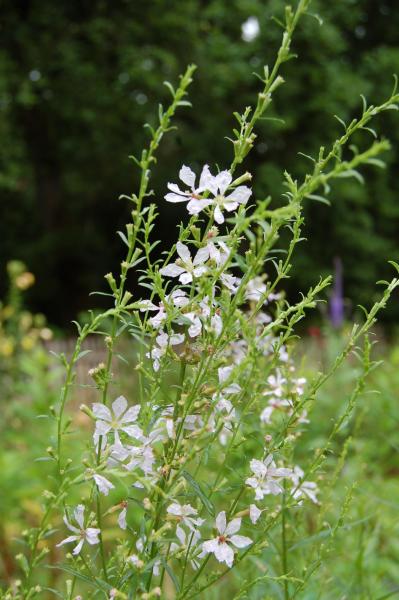 Lythrum virgatum 'White Swirl' | Rutenweiderich